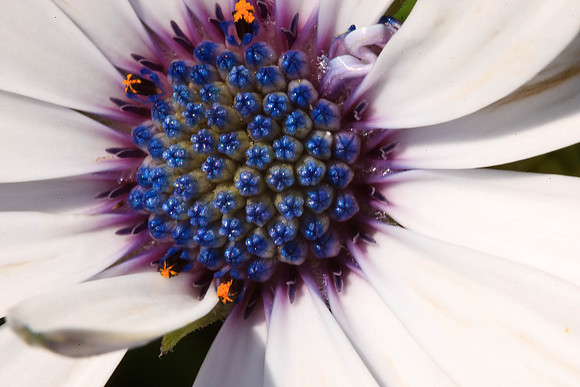 Daisy